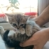 Görenin hayran kaldığı tatlılık yeni ailesini bekliyor. fotoğraf