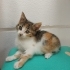Disi bebek kedi fotoğraf