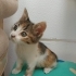 Disi bebek kedi fotoğraf