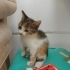 Disi bebek kedi fotoğraf