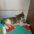 Disi bebek kedi fotoğraf