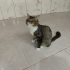 Sevimli mi sevimli fotoğraf