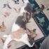 Yeni Yuvasını Arayan Bir Sevgi Yumağı(Kısırlaştırılmış) fotoğraf