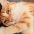 Çok acil yuva arıyorum fotoğraf