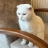 Acil yuva arıyoruz fotoğraf