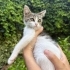 Extra minik oğlan fotoğraf