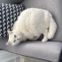 British erkek kısır kedi fotoğraf