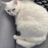 British erkek kısır kedi fotoğraf