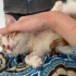 Oyuncu bal gibi yavruşş fotoğraf