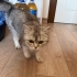 Damla dedim çünkü terkedildiği için ağlıyor fotoğraf