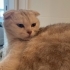 Bu tatlı kıza acil ömürlük yuva arıyoruz fotoğraf