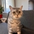Acil ömürlük yuvasını arıyor fotoğraf