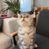 Acil ömürlük yuvasını arıyor fotoğraf