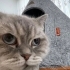 🐱 Acil Değil, Özenle Yuva Aranıyor fotoğraf