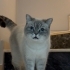 🐱 Acil Değil, Özenle Yuva Aranıyor fotoğraf