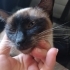 Çok acil yuva arıyoruz fotoğraf