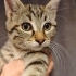 Güzel yüzlü minik Kaplan yuvasını arıyor 🐾 fotoğraf