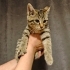 Güzel yüzlü minik Kaplan yuvasını arıyor 🐾 fotoğraf