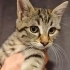 Güzel yüzlü minik Kaplan yuvasını arıyor 🐾 fotoğraf
