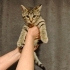 Güzel yüzlü minik Kaplan yuvasını arıyor 🐾 fotoğraf