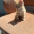 Sarman bebek limon iç dış parazitleri yapıldı veteriner kontrolü yapıldı fotoğraf