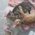 2 yavru kedi yuvasını arıyor fotoğraf