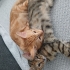 2 yavru kedi yuvasını arıyor fotoğraf
