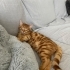 Leo yuva arıyor fotoğraf