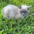 Sokağa atılan british blue point fotoğraf