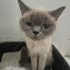 Sokağa atılan british blue point fotoğraf