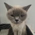 Sokağa atılan british blue point fotoğraf