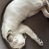 4 aylık dişi Calico-tekir fotoğraf