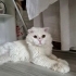 Bu güzel çocuk ÇOK ACİL yuva arıyor!! fotoğraf