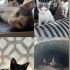 Üç Yavru Kedi Artık Sokağa Dönüyor Onlara Şans Verir Misiniz fotoğraf