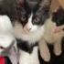Üç Yavru Kedi Artık Sokağa Dönüyor Onlara Şans Verir Misiniz fotoğraf
