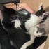 Üç Yavru Kedi Artık Sokağa Dönüyor Onlara Şans Verir Misiniz fotoğraf