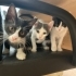 Üç Yavru Kedi Artık Sokağa Dönüyor Onlara Şans Verir Misiniz fotoğraf