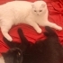 Beşiktaşlı kız kardeşler fotoğraf