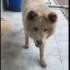 Ücretsiz Çin aslanı kırması, 8 aylık, kısır, dişi, tuvalet eğitimi var. fotoğraf