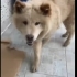 Ücretsiz Çin aslanı kırması, 8 aylık, kısır, dişi, tuvalet eğitimi var. fotoğraf