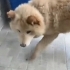Ücretsiz Çin aslanı kırması, 8 aylık, kısır, dişi, tuvalet eğitimi var. fotoğraf