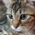LEOPAR DESENLİ KIZIMIZ PELİN..!! fotoğraf