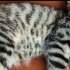 LEOPAR DESENLİ KIZIMIZ PELİN..!! fotoğraf