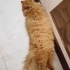 Karamel yuva bekliyor fotoğraf