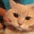 Balın ailesi olur musunuz fotoğraf