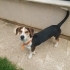 Ücretsiz sahiplenme beagle küçük irk fotoğraf
