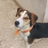 Ücretsiz sahiplenme beagle küçük irk fotoğraf