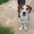 Ücretsiz sahiplenme beagle küçük irk fotoğraf