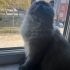 Yeni yuvamı arıyorum 😺 fotoğraf