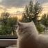 Yeni yuvamı arıyorum 😺 fotoğraf